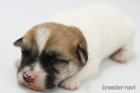 成約済の神奈川県のジャックラッセルテリア-313799の7枚目